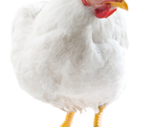 پرورش و فروش عمده مرغ گوشتی