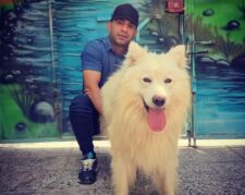 خرید سگ سامویید فروش توله سگ 50 روزه