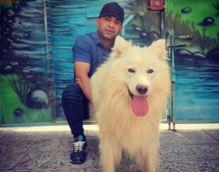 خرید سگ سامویید فروش توله سگ ۵۰ روزه
