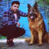 ژرمن شپرد شولاین سگ ژرمنشپهر فروش توله ژرمن جفتیابی ژرمنشپرد