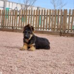 توله ژرمنشپرد