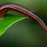 آموزش تخصصی تکثیر و پرورش زالو