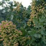 مشاوره باغات پسته