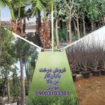 فروش درخت میوه و زینتی چندساله بن بالا در تهران