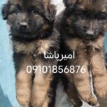 فروش انواع نژاد سگ متوسط جثه تا غول پیکر اصیل