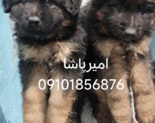 فروش انواع نژاد سگ متوسط جثه تا غول پیکر اصیل