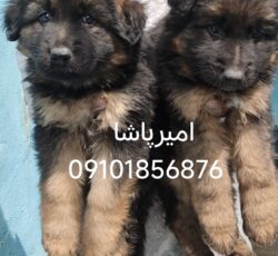 فروش انواع نژاد سگ متوسط جثه تا غول پیکر اصیل