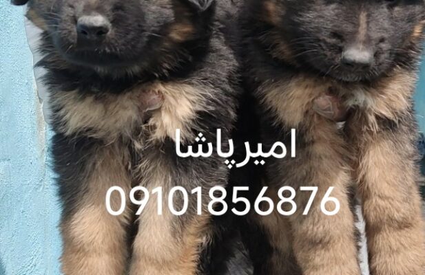 فروش انواع نژاد سگ متوسط جثه تا غول پیکر اصیل
