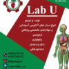 تولید و توزیع انواع مولاژ های تخصصی  آموزش پزشکی. انواع فانتوم ومدل های آناتومی مناسب  آزمایشگاه  مدارس و دانشگاه و مراکز مهارت های بالینی بیمارستان ها